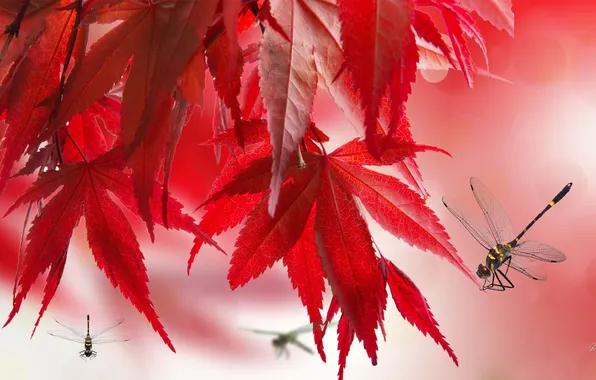 Картинка осень, листья, макро, коллаж, вектор, стрекоза