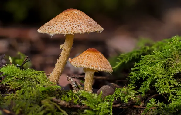 Картинка грибы, мох, парочка, боке