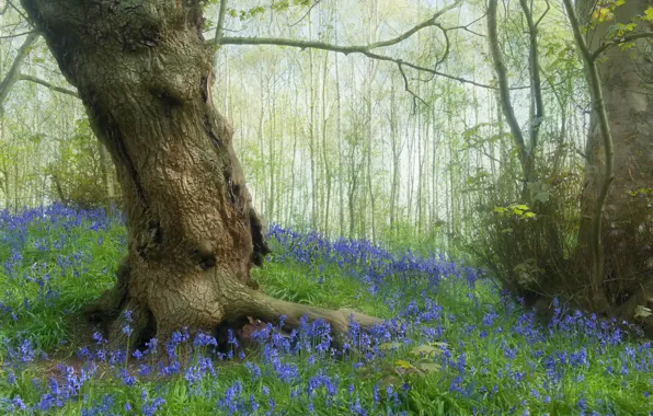 Картинка деревья, цветы, голубой