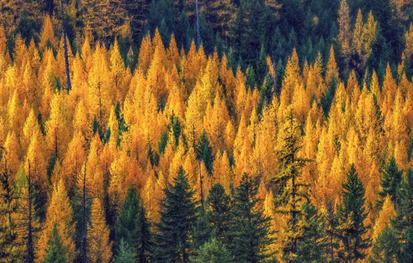 Осень, лес, деревья, природа, желтые, ели, склон, рыжие