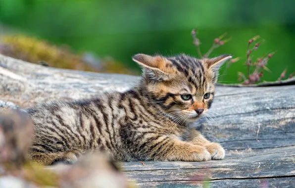 Кошка, кот, природа, зеленый, котенок, фон, малыш, лежит