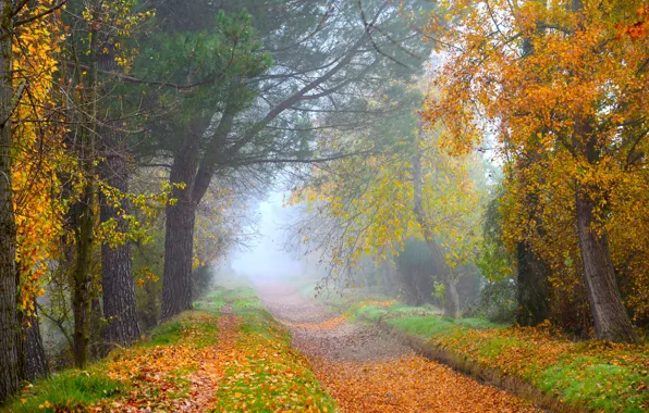 Дорога, осень, лес, листья, деревья, ветки, природа, туман