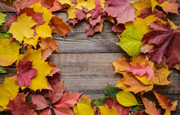 Картинка осень, листья, фон, colorful, rainbow, клен, wood, autumn