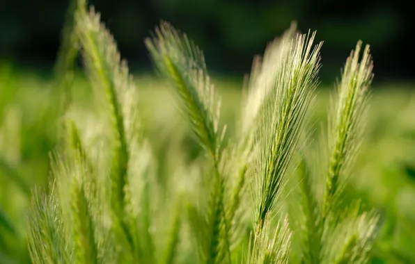 Картинка пшеница, поле, природа, зерна, колосья, grass, fields, macro