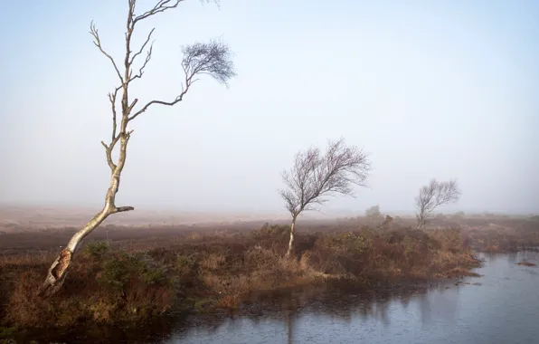 Картинка деревья, туман, река