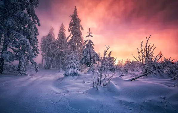 Картинка зима, лес, снег, утро, юго-запад Германии, горный массив Шварцвальд, земля Баден-Вюртемберг