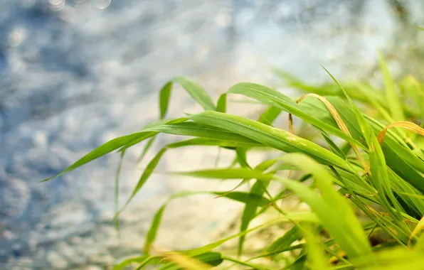 Картинка трава, листья, макро, природа, обои, растения, фотографии