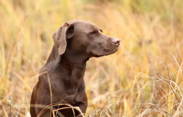 Лето, друг, собака