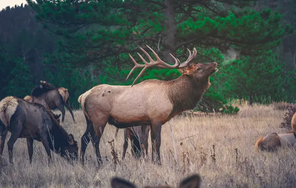 Green, animal, deer, wildlife, forrest, antlers