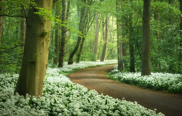 Картинка Nature, Spring, White flowers, Ramsons flowers, Wild garlic, Forest path, Green Trees