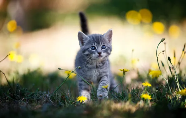 Кошка, трава, взгляд, свет, цветы, природа, котенок, серый