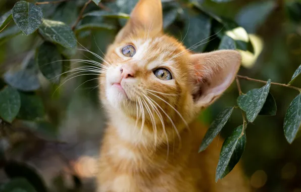 Кошка, усы, взгляд, листья, ветки, природа, котенок, портрет