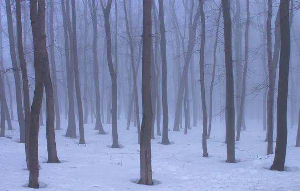 Снег, деревья, природа, туман, весна, Россия, Самара, Stan
