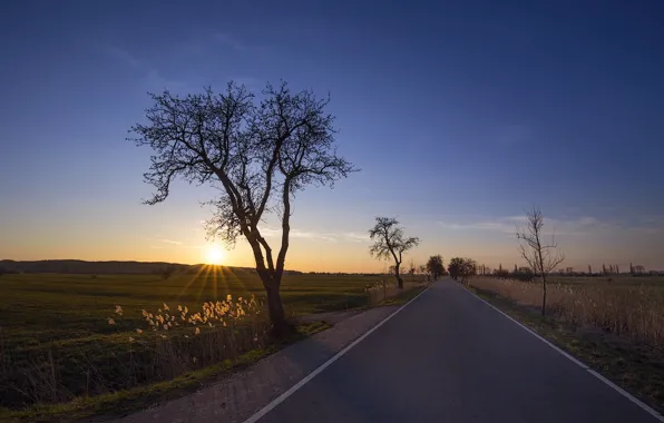 Картинка дорога, закат, дерево