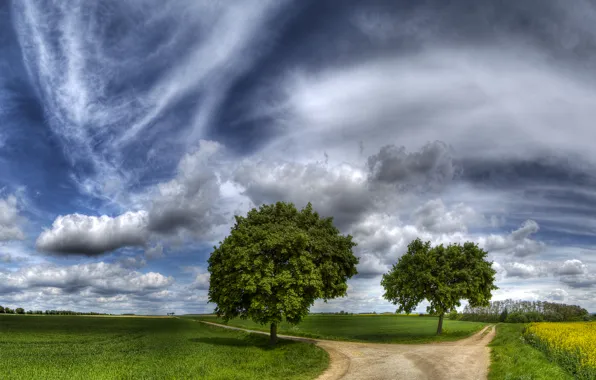 Картинка дорога, поле, небо, трава, деревья, красиво, выбор, тропинка