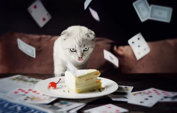 Язык, кошка, белый, карты, кот, взгляд, поза, темный фон