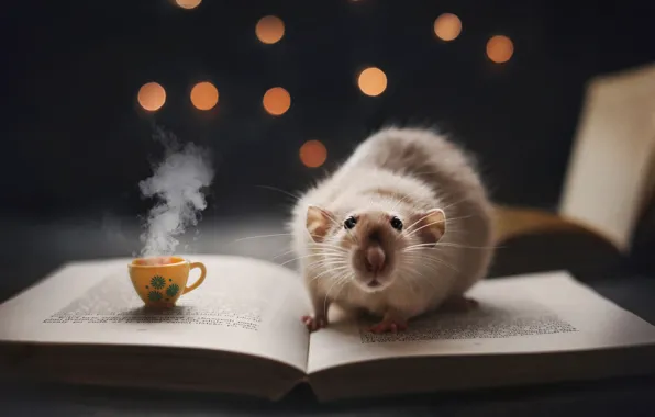 Картинка кофе, книга, крыска, кружечка, ночное чтение