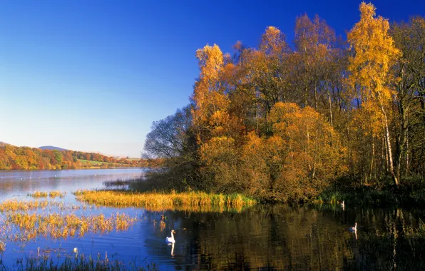 Картинка осень, лес, небо, деревья, озеро, птица, лебедь