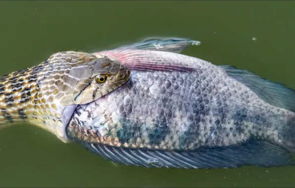 Змея, рыба, snake, oops, fish, snack, закуска, Situation