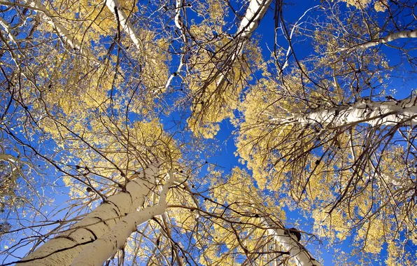 Картинка осень, небо, деревья, природа
