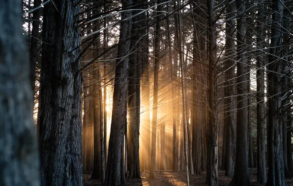 Картинка лес, свет, деревья