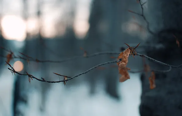 Ветки, огни, лист, дерево