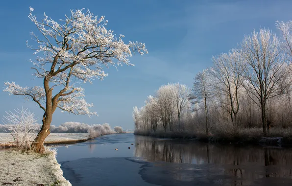 Картинка зима, природа, река, дерево