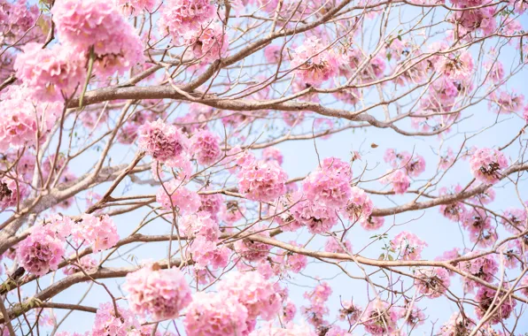 Картинка цветы, ветки, весна, розовые, цветение, pink, blossom, flowers