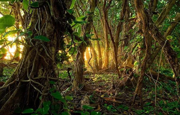 Картинка деревья, природа, пальмы, растения, джунгли, trees, jungle, nature