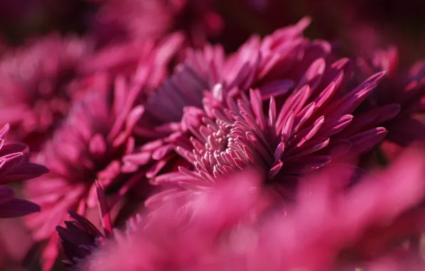 Хризантемы, chrysanthemum, осенние цветы