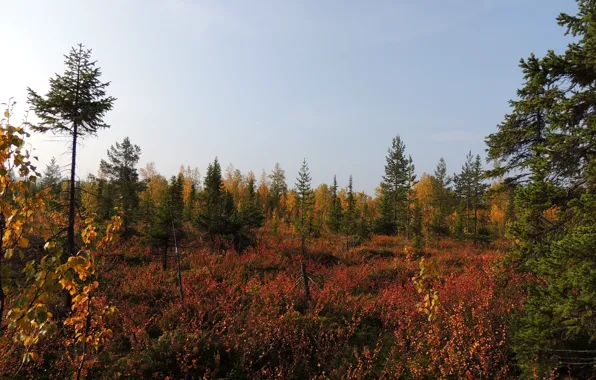 Осень, лес, болото