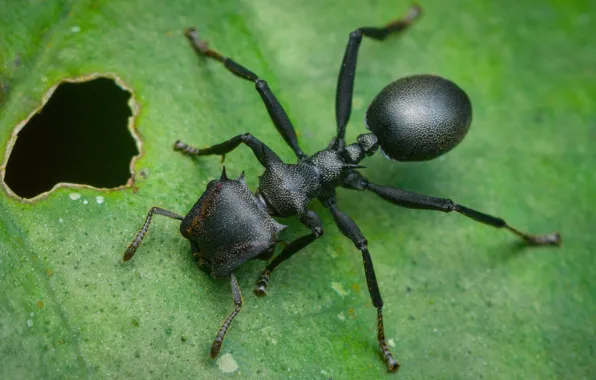 Картинка лист, муравей, насекомое