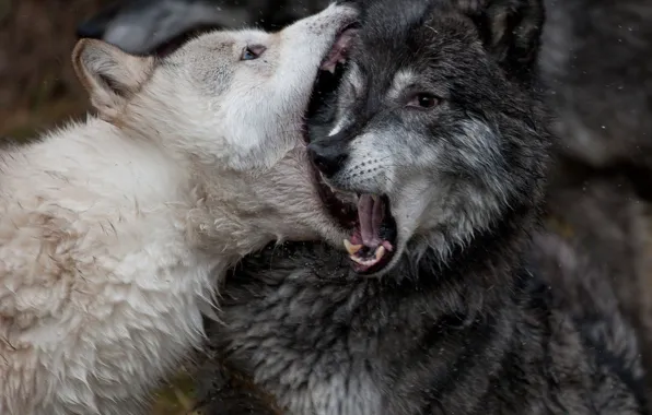 Картинка nature, predator, animal, wolf, wildlife, portrait, portrait., Canis lupus. face