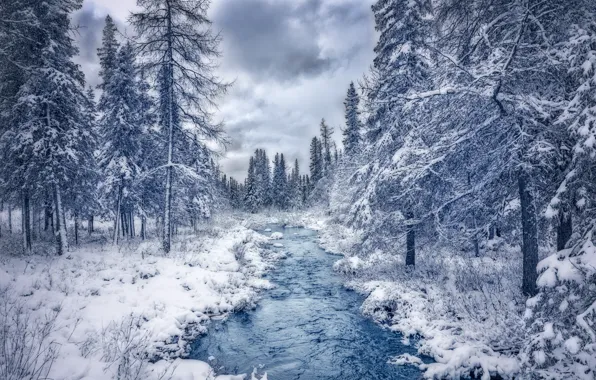 Картинка зима, лес, снег, деревья, река, Канада, Canada, Quebec