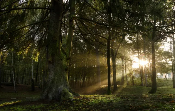 Свет, деревья, природа