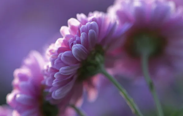 Картинка фиолетовый, цветы, фон, лепестки, розовые, Хризантемы