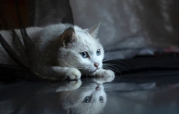 Кошка, белый, кот, взгляд, поза, ткань, лежит, белая
