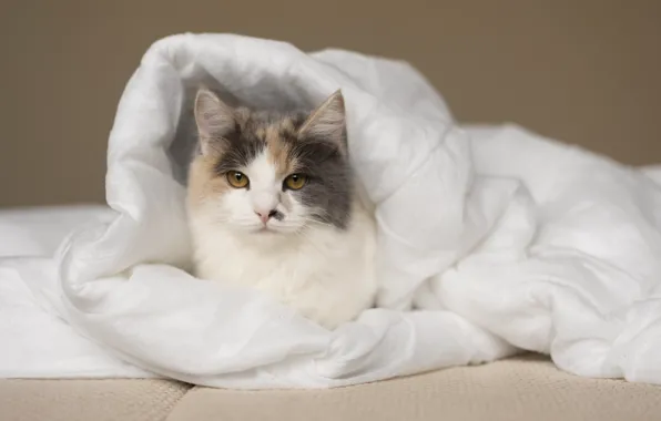 Кошка, кот, одеяло