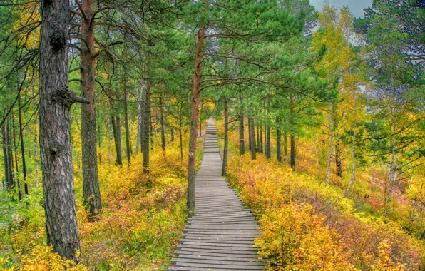 Осень, лес, трава, деревья, природа, дорожка, сосны, осенний лес