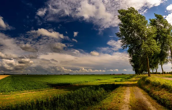 Картинка дорога, поле, лето, природа