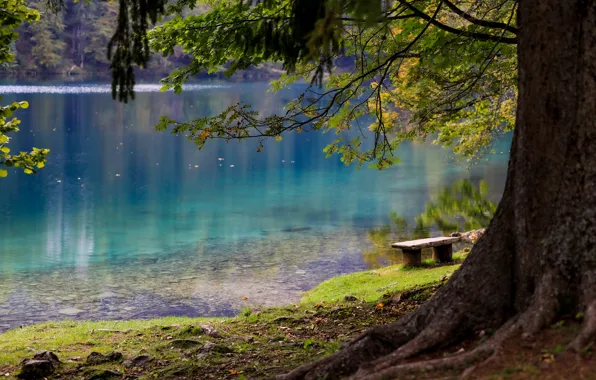 Картинка лавка, природа, дерево, озеро, пейзаж