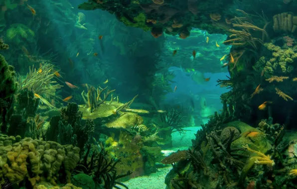 Underwater, ocean, fish, seabed