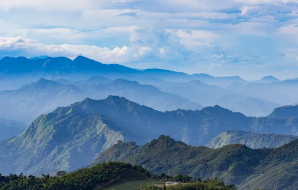 Картинка tree, tea, tropical, taiwan, sky valley, asian mountain, alishan taiwan, taiwan landscape