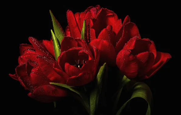 Картинка вода, капли, тюльпаны, красные, чёрный фон
