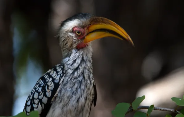 Природа, птица, Yellow-billed Hornbill