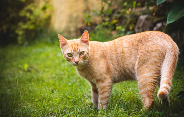 Картинка зелень, кошка, лето, трава, кот, взгляд, морда, листья