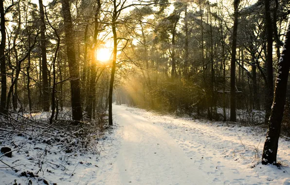 Картинка снег, деревья, winter, snow, sun, зимний день, sunlight