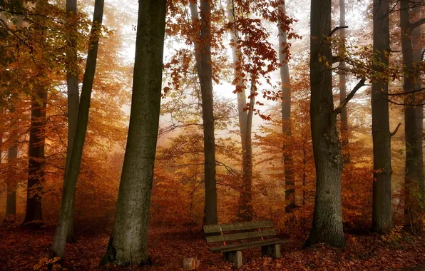 Картинка осень, лес, скамья