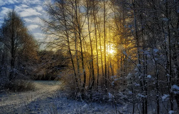 Картинка зима, лес, солнце, снег, пейзаж