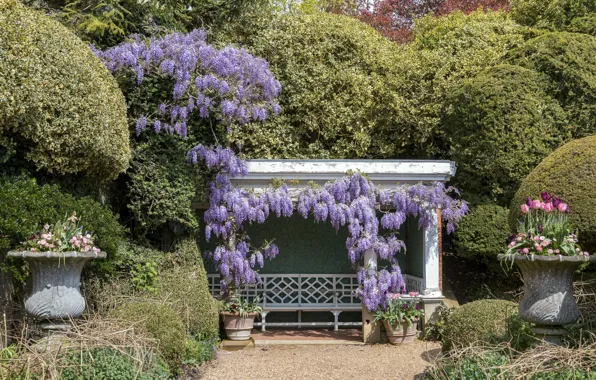 Картинка парк, фото, тюльпан, England, глициния, Ascott House gardens